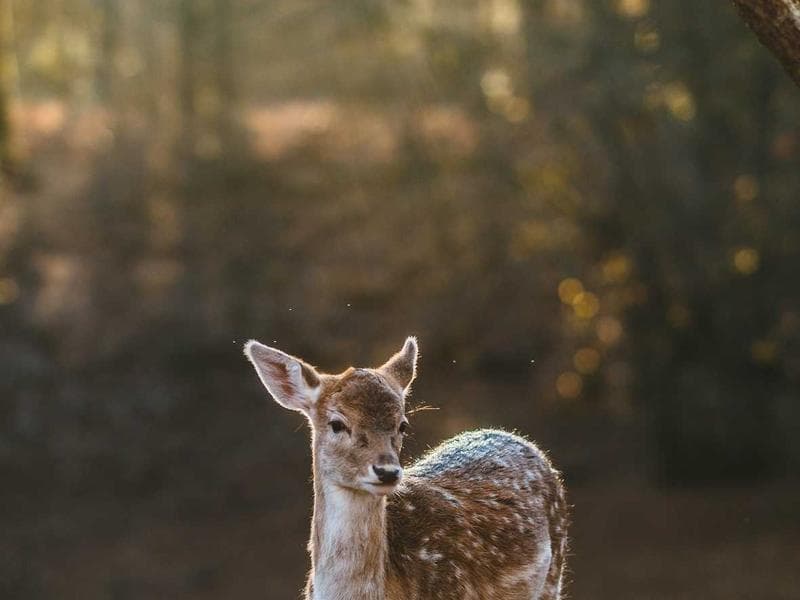 Financial Planning image 1